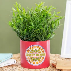 The Beatles Sergeant Pepper 10cm Plant Pot | New In | Unique Garden Decor