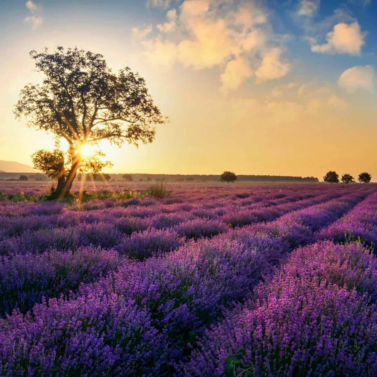 Home County Candle Co. The Norfolk - Lavender Fields Soy Candle | Handcrafted, Natural Soy Wax | Long-Lasting Fragrance 4 Home County Candle Co. The Norfolk - Lavender Fields Soy Candle | Handcrafted, Natural Soy Wax | Long-Lasting Fragrance - Image 2